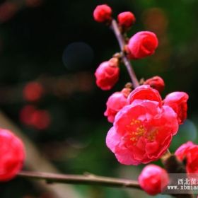 红梅 北京红梅价格 北京红梅基地