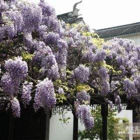 紫藤 沭阳紫藤价格沭阳紫藤基地