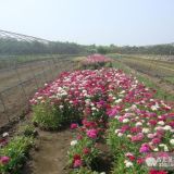 沭陽恒景園林常年提供常夏石竹