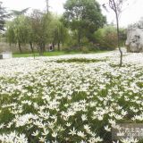 沭陽恒景園林常年提供蔥蘭，量大