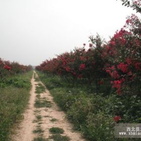 紅花紫薇價(jià)格江蘇紅花紫薇價(jià)格