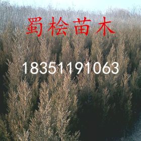 蜀檜價(jià)格江蘇蜀檜小苗價(jià)格