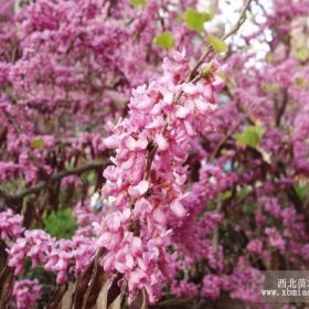 紫荆 安徽紫荆价格 安徽紫荆基地