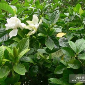 河南栀子花价格 河南栀子花基地