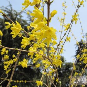 迎春 河南迎春价格 河南迎春基地