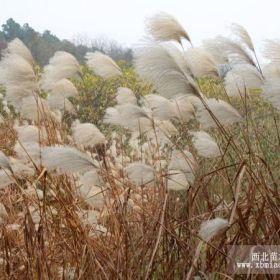 芦苇 安徽芦苇价格 安徽芦苇基地