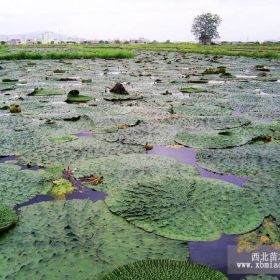 芡实 河南芡实价格 河南芡实基地