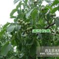 核桃苗價格，核桃苗種植技術(shù)，好