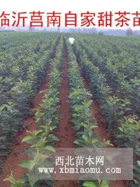 临沂甜茶苗，山东甜茶苗