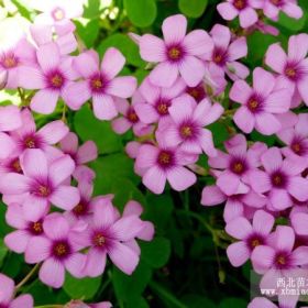 红花酢浆草 山东红花酢浆草价格