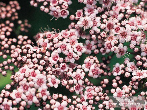 繡線菊