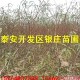 山东嫁接品种桃树价格 占地桃树苗