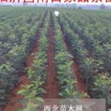 甜茶苗哪里好？甜茶苗哪里便宜？