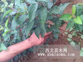 甜茶苗价格0.5元-临沂双丰苗木