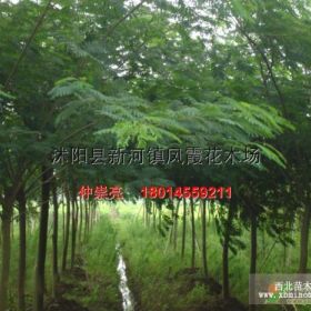 聚軒閣花木場長期供應(yīng)優(yōu)質(zhì)合歡