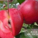 瑞士看紅色之愛(ài)|紅肉蘋(píng)果苗