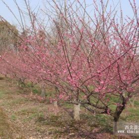 基地常年供應(yīng)優(yōu)質(zhì)紅梅