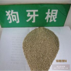 耐践踏草坪种子 狗牙根草籽