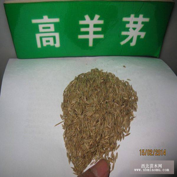 草坪種子