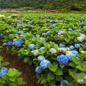 供应八仙花苗