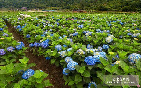 八仙花