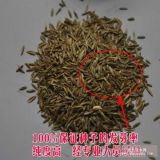 四季青草坪种子 黑麦草草籽