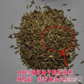 四季青草坪種子 黑麥草草籽