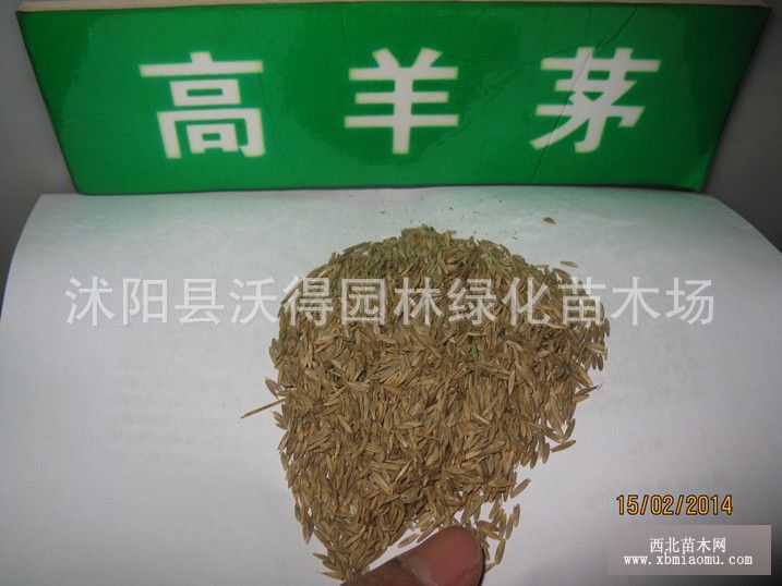 高羊茅