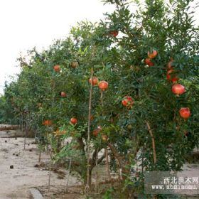 基地常年供应优质石榴