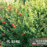 基地常年供應(yīng)優(yōu)質(zhì)花石榴