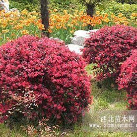 基地常年供应优质红花檵木