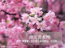 供應(yīng)櫻花小苗價格江蘇櫻花產(chǎn)地批發(fā)