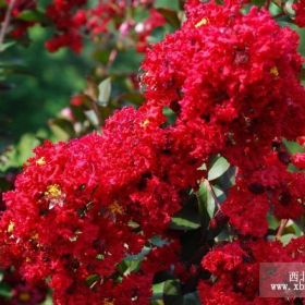 山東美國紅楓秋栽植養(yǎng)護(hù)