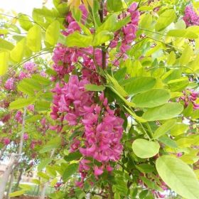 甘肃庆阳正宁香花槐