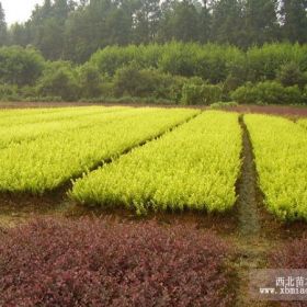 家里直銷金葉女貞、北海道黃楊、月季