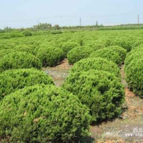 龙柏球那里便宜