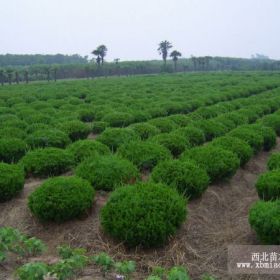 圆柏球 翠柏球，松柏球，球类植物