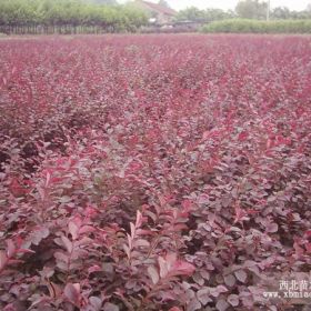 黑珍珠红花继木，双面红红花继木