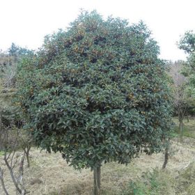 桂花，桂花树，大桂花，