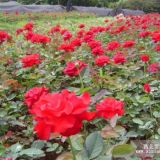 北京紅帽月季 黃帽月季 豐花月季等綠化苗木報價 基地直銷