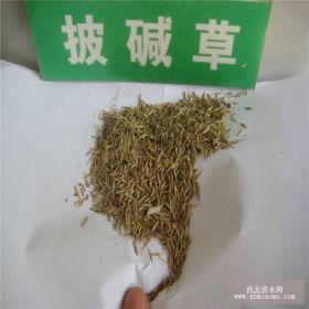 草坪草籽 堿茅草 草坪種子