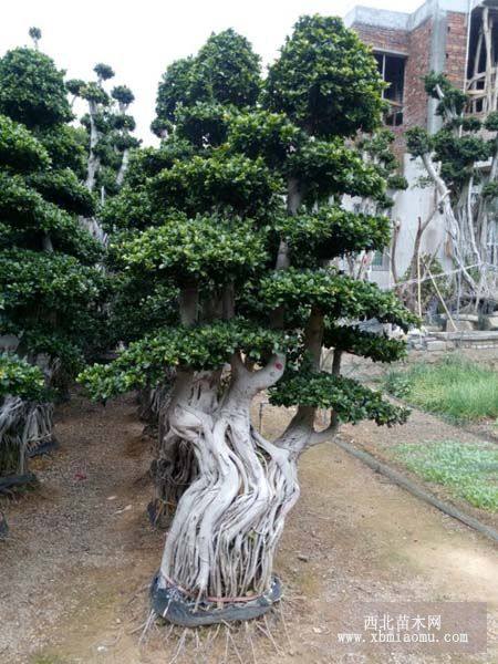 细叶榕造型榕树桩