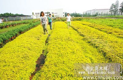 金葉過路黃，金葉過路黃基地