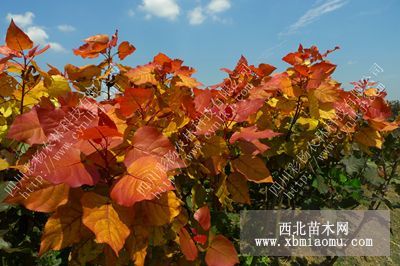 安徽淮南“紅霞楊”圖片（金紅楊）