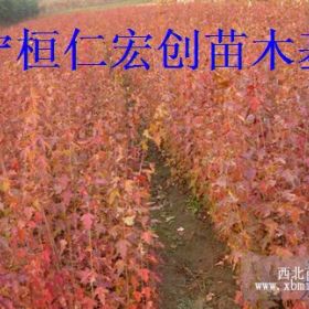 九角枫小苗、九角枫大树、九角枫基地、九角枫丛生树