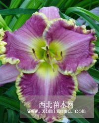 吉林大花萱草|吉林大花萱草价格