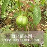 薄皮核桃苗 低價(jià)急售