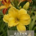 山东金娃娃萱草|金娃娃萱草价格