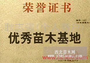 山丁子苗2015年春价格低质量低