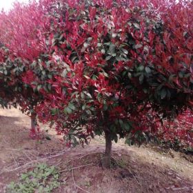 紅葉石楠苗木基地，直銷紅葉石楠